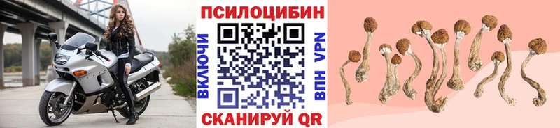 Псилоцибиновые грибы Cubensis Славск